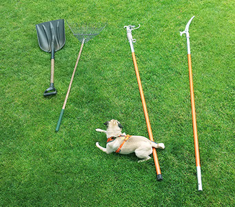 Dog with landscaping tools on grass photo